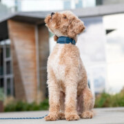 Collier large urban explorer BLEU OCÉAN pour chien