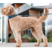 Collier large urban explorer BLEU OCÉAN pour chien