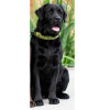 Collier Urban Explorer vert pour chien DOG Copenhagen