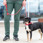 Laisse urban rope ronde ROUGE pour chien
