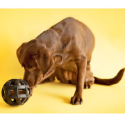 Balle medium pour chien