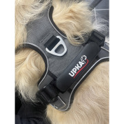 Harnais chien Style UPKA gris
