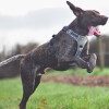 Harnais chien Style UPKA gris