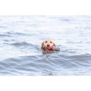 Jouet d'eau Phare avec corde pour chien