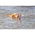 Jouet d'eau Phare avec corde pour chien