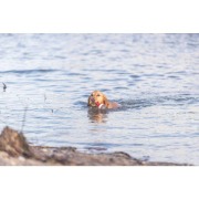 Jouet d'eau bouée sur corde