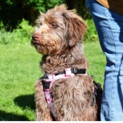 Harnais Anti-traction Rando Walk camouflage rose pour chien