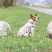 Manteau pour chien imperméable et chaud Lesmont