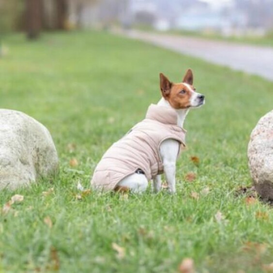 Manteau pour chien imperméable et chaud blush