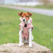 Manteau pour chien imperméable et chaud Lesmont