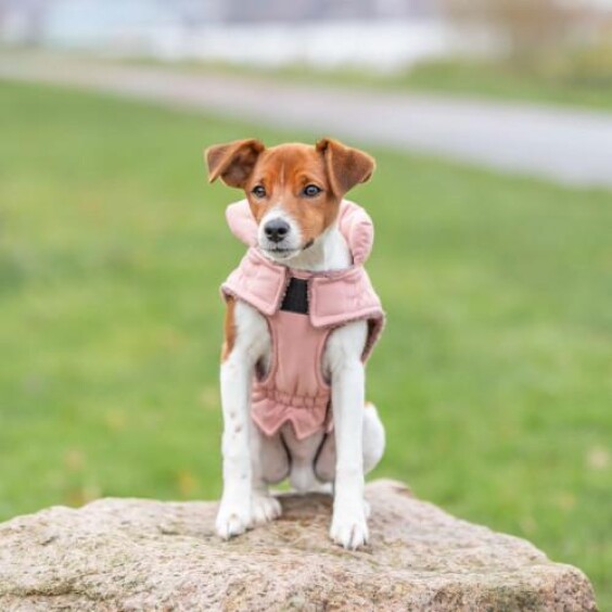 Manteau imperméable et chaud pour chien abricot
