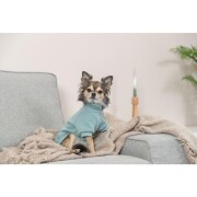 Sweat pour chien Littleton