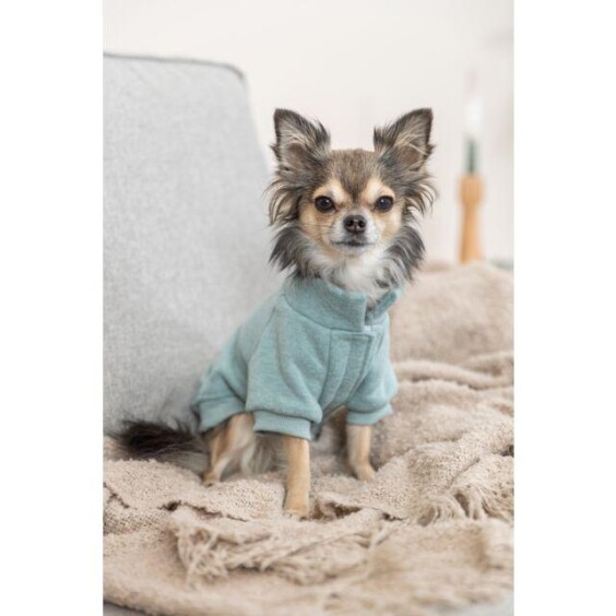 Sweat pour chien Littleton menthe
