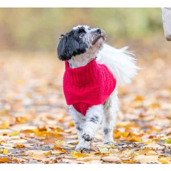 Pull pour chien Norwood rouge