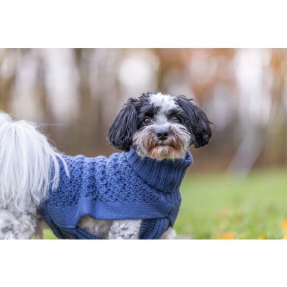 Pull pour chien Norwood bleu
