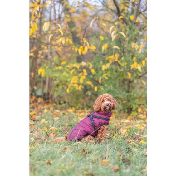 Manteau pour chien avec harnais intégré Pirou Trixie (variante)