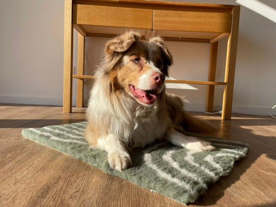 Tapis chauffant isolant qui capte la chaleur