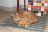 Tapis chauffant isolant qui capte la chaleur