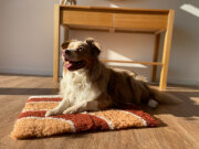 Tapis chauffant pour chat & chien, isolant, capte la chaleur