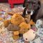 KONG Peluche Cozie Jumbo Marvin XL