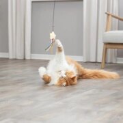 Canne à pêche étoile avec herbe à chat