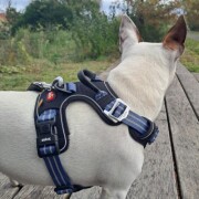 Harnais Bivouak technique pour chien