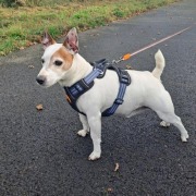 Harnais Bivouak technique bleu pour chien