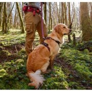 Harnais Bivouak technique pour chien