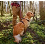 Harnais Bivouak technique pour chien rouge
