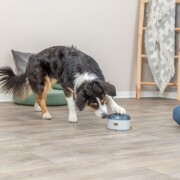 Buzzer de Récompense pour Chien