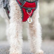 Médaille Red Dingo Motif Ourson
