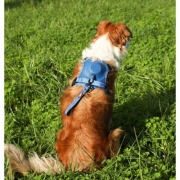 Harnais Easy Ride bleu avec laisse enrouleur intégrée