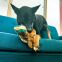KONG Peluche Wild Low Stuff Faisan