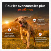 Collier traceur GPS pour chien