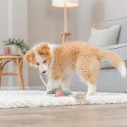 Jouet chien cuir véritable et corde dragon