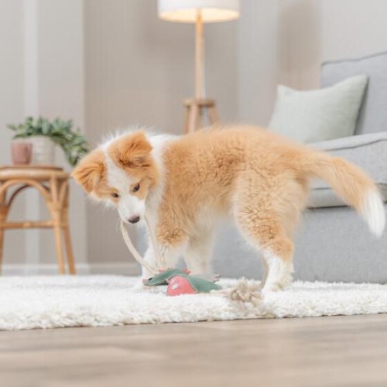 Jouet chien cuir véritable et corde dragon