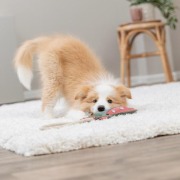 Jouet pour chien en cuir véritable et corde dragon