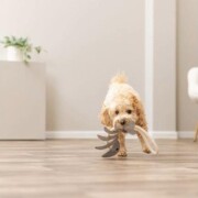 Jouet pour Chien en Cuir Véritable arête de Poisson sur Corde