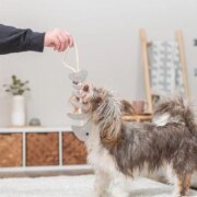 Jouet pour Chien en Cuir Véritable arête de Poisson sur Corde