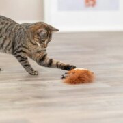 Peluche Ecureuil avec plumes pour chat