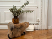 Fontaine à eau filaire silencieuse