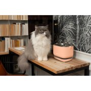 Fontaine à eau sans fil, design et silencieuse