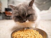 Distributeur automatique de croquettes intelligent, connecté 4L