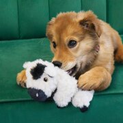 Jouet KONG Comfort Tykes cow pour chiot et petit chien