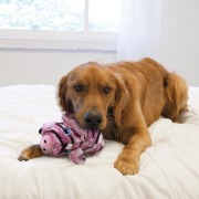 KONG Peluche Low Stuff Cochon Rayée