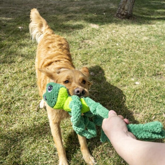 KONG Peluche knots grenouille L/XL