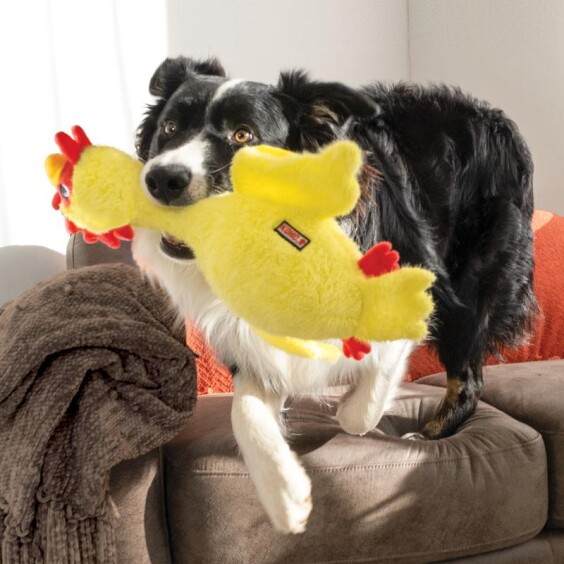 KONG Peluche Scruffs Poulet M/L