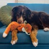 KONG Peluche Wild Low Stuff Fox Medium