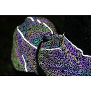 Manteau réfléchissant pour chien Limoux Reflect