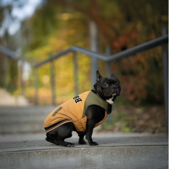 Manteau spécial molosses, bouledogue, staffie imperméable et chaud